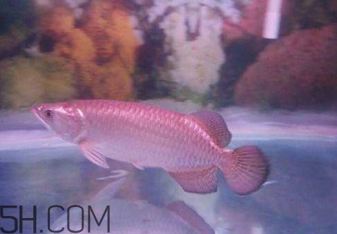 金龍魚是怎么繁殖？養金龍魚有什么講究