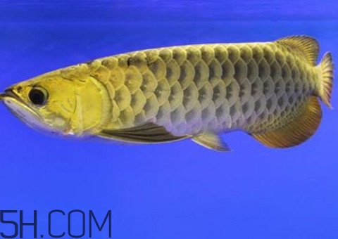 金龍魚是怎么繁殖？養金龍魚有什么講究