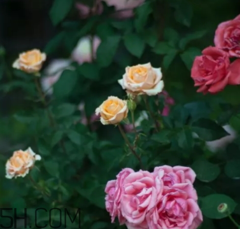 香水工坊茶玫瑰tea rose好聞嗎？tea rose香水有假貨嗎？
