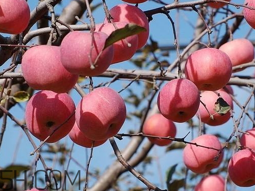嘎啦蘋果為什么叫嘎啦 嘎啦果和紅富士的區別
