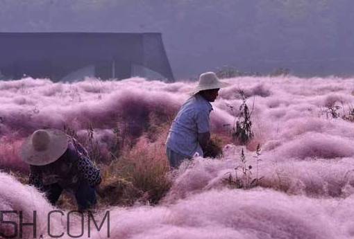 粉黛亂子是什么植物？粉黛亂子草花語