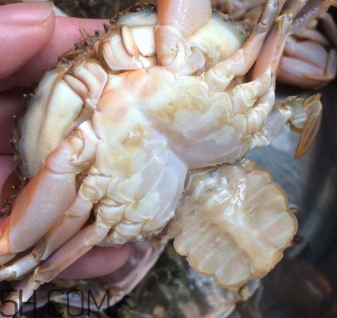 花蓋蟹和梭子蟹哪個好吃？花蓋蟹和梭子蟹區別