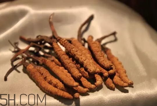 冬蟲(chóng)夏草不能和什么一起吃？冬蟲(chóng)夏草有多少種