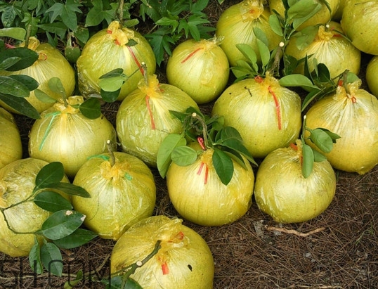 文旦上火嗎？文旦種植環境條件