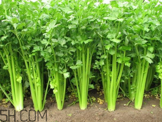 吃什么食物會導致失眠？睡前吃巧克力會導致失眠嗎？