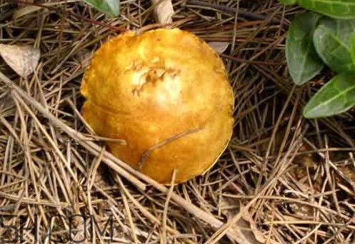 松菇怎么清洗？松菇不能和什么一起吃