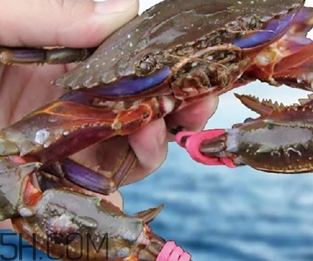 海虹蟹蒸多久才可以熟？海虹蟹蒸多長時間