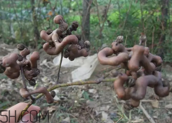 雞爪梨泡酒是喝酒還是吃果實嗎？雞爪梨的營養價值