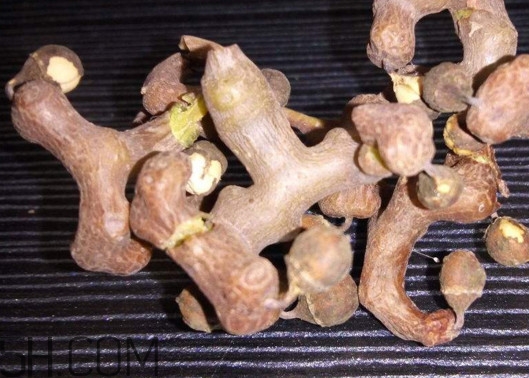 雞爪梨解酒是真的嗎？雞爪梨種下幾年能開花結果