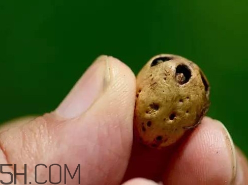 南酸棗可以泡酒嗎？南酸棗果核有什么功效