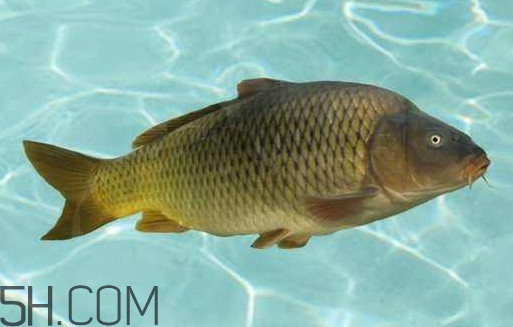 野生黃河鯉魚多少錢一斤？黃河鯉魚有幾根須