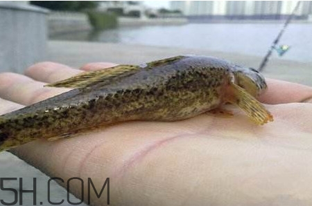 松江鱸魚能長多大？塘鱧魚和松江鱸魚有什么區別