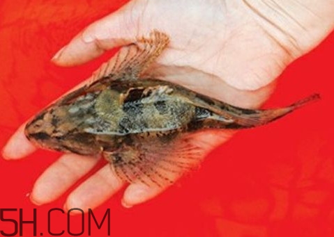 松江鱸魚怎么做？松江鱸魚養殖技術