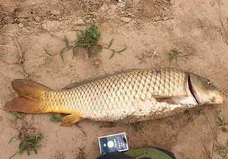 黃河鯉魚主要吃什么？黃河鯉魚和普通鯉魚的區(qū)別