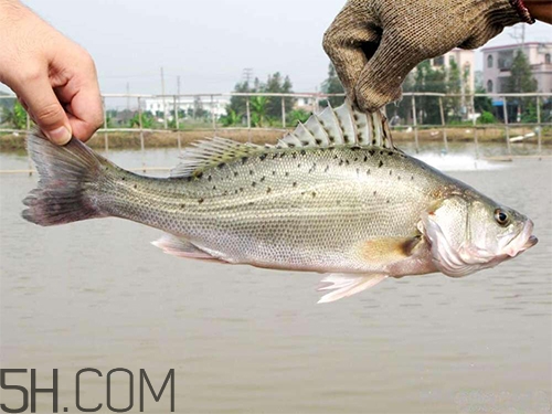 鱸魚蒸幾分鐘最好？河鱸魚和海鱸魚的區別