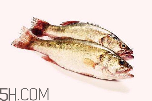 鱸魚有什么功效？鱸魚怎么養才不愛死