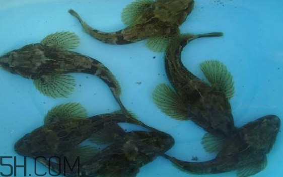 松江鱸魚怎么做？松江鱸魚養殖技術