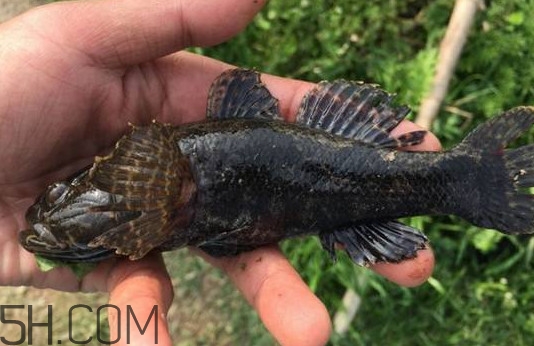 松江鱸魚能長多大？塘鱧魚和松江鱸魚有什么區別