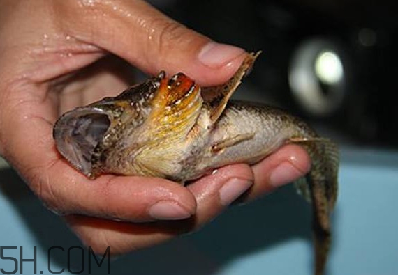 松江鱸魚產地在松江嗎？松江鱸魚是保護動物嗎