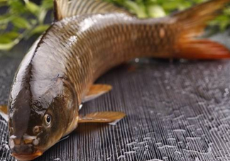 野生黃河鯉魚多少錢一斤？黃河鯉魚有幾根須