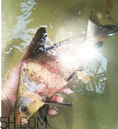 胭脂魚可以吃嗎？胭脂魚好養嗎