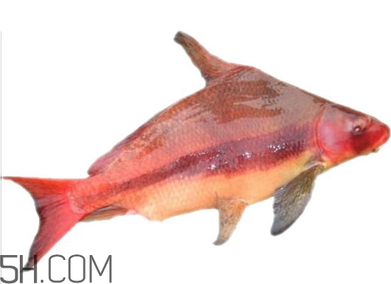 胭脂魚是什么魚？胭脂魚是保護動物嗎