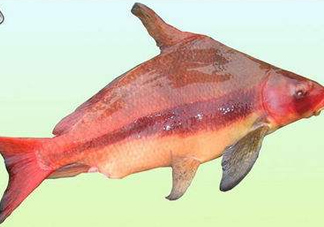 胭脂魚是什么魚？胭脂魚是保護動物嗎