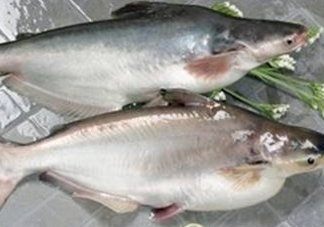 巴沙魚可以生吃嗎？巴沙魚的功效與作用