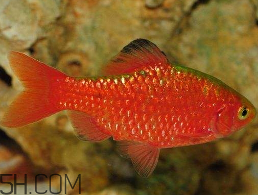 鯽魚發紅是什么原因 鯽魚發紅能不能吃