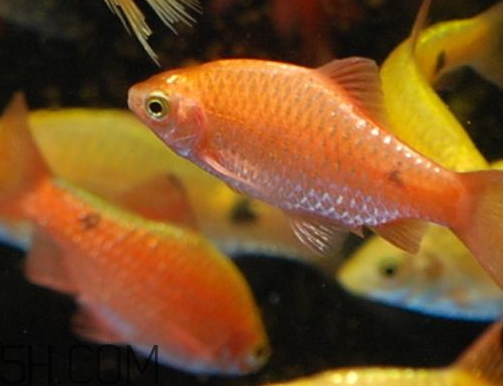 鯽魚發紅是什么原因 鯽魚發紅能不能吃