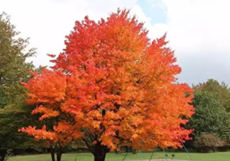 楓糖色口紅哪個(gè)牌子好？楓糖色口紅推薦