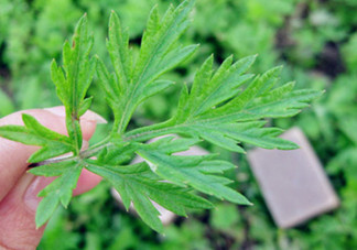 艾葉草洗澡有什么好處？怎么挑選艾葉草？