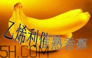冬天可以吃葡萄嗎？冬天吃葡萄好不好？