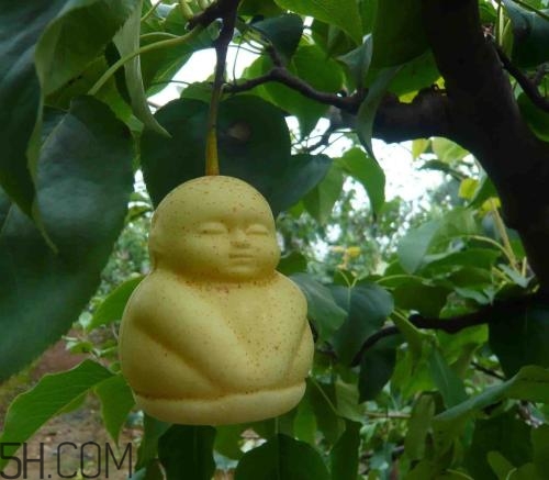 女人吃人參果有哪些好處？人參果的營養價值是什么？