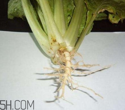 香菜根煮水怎么煮？香菜根煮水喝幾天見效？