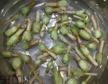 香菜根煮水能治濕疹嗎？香菜根煮水孕婦能喝嗎？