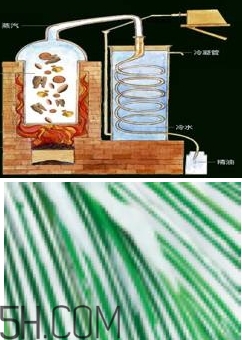 自然堂雪松精油怎么樣？雪松御齡綻放年輕光彩