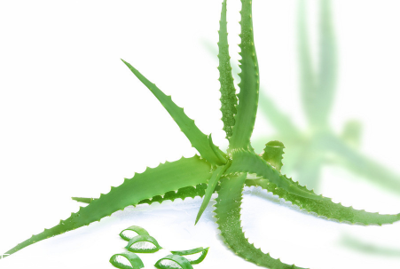 蘆薈泡酒能治腳氣嗎？蘆薈膠主要是細菌殺毒