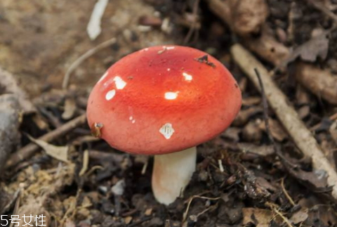 紅菇可以人工種植嗎 無(wú)法人工栽培的菌類(lèi)