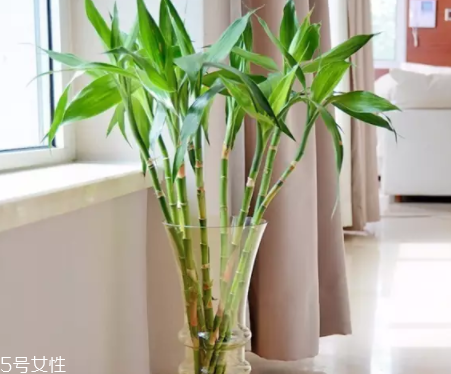 什么花不能放臥室養？含羞草誤食會脫發