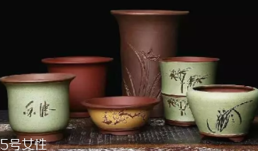 什么花不能放臥室養？含羞草誤食會脫發