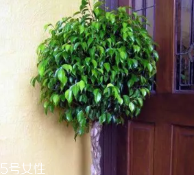 養花有哪些益處？節約藥費不止一點點