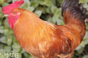雞內(nèi)金有哪些功效？消除結(jié)石的一把好手