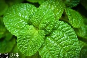 養花有哪些益處？節約藥費不止一點點