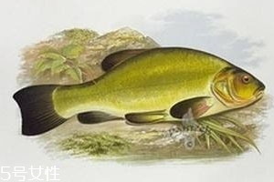 清江魚是什么魚 清江庫區長大的魚