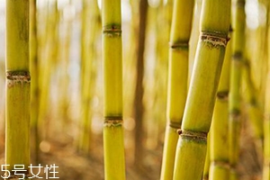 吃甘蔗臉會變大嗎？原來還有這么一說
