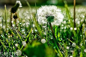 蒲公英和婆婆丁的區別 其實是另一種稱呼