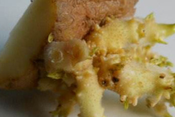哪些食物發芽后營養翻倍？這些食物發芽后千萬別吃