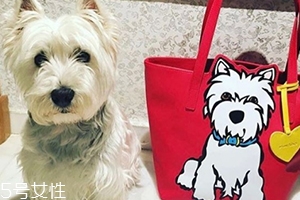 marc tetro是什么牌子？美國高性價比包包品牌