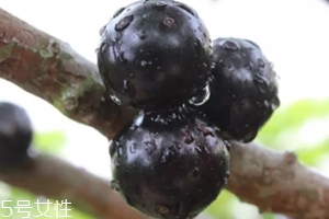 木葡萄的功效和作用 營養價值